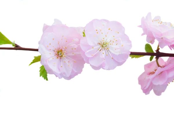 Blommande rosa träd Blommor — Stockfoto