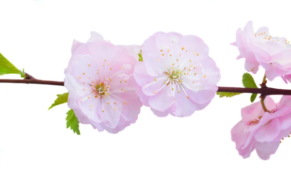 Fioritura albero rosa Fiori — Foto Stock