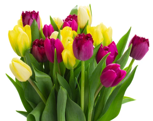 Букет желтых и фиолетовых цветов тюльпана — стоковое фото