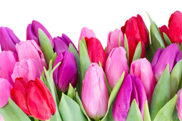 Strauß roter und lila Tulpenblumen — Stockfoto