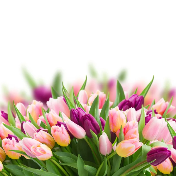 Mazzo di tulipani rosa e viola — Foto Stock