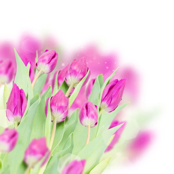 Drie paarse tulp bloemen — Stockfoto