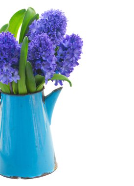 Blue  hyacinth clipart