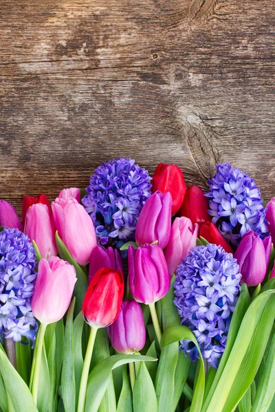 Giacinto blu e tulipani — Foto Stock