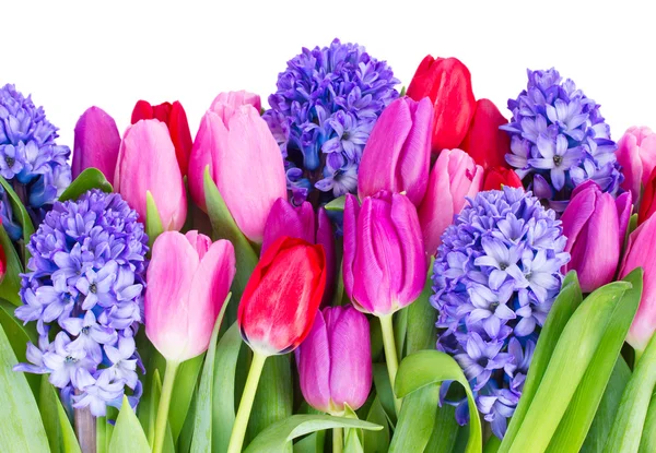 Blå hyacint och tulpaner — Stockfoto