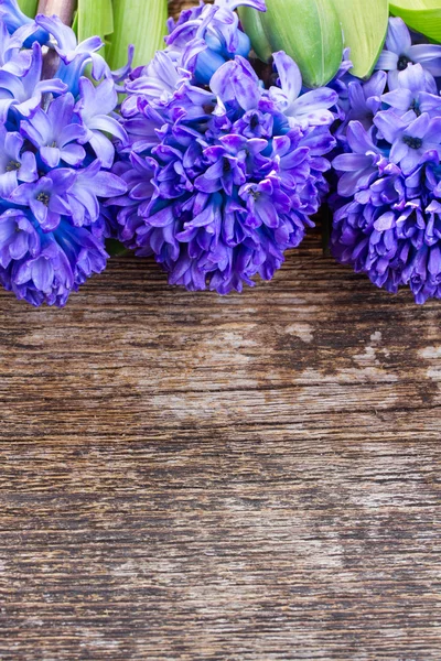 Blue hyacinth — Stock Photo, Image