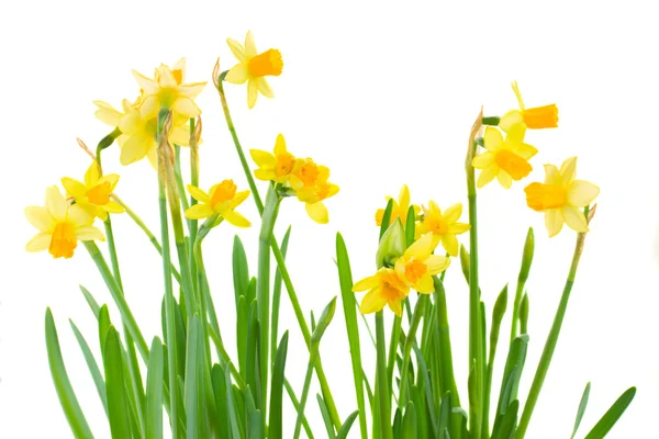 Lente narcissen — Stockfoto