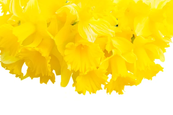 Весна Нарцис — стокове фото