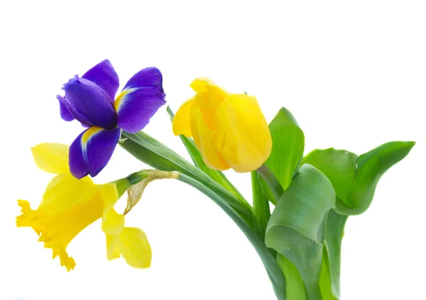 Voorjaar narcissus en irise — Stockfoto