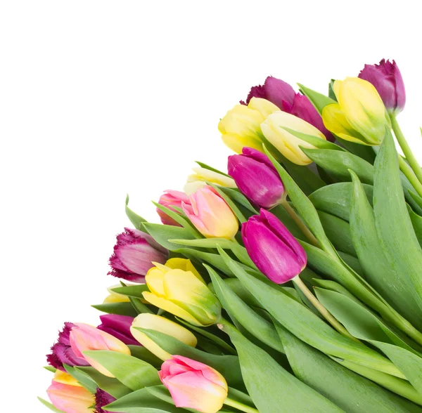 Ramo de flores de tulipán amarillo y púrpura — Foto de Stock