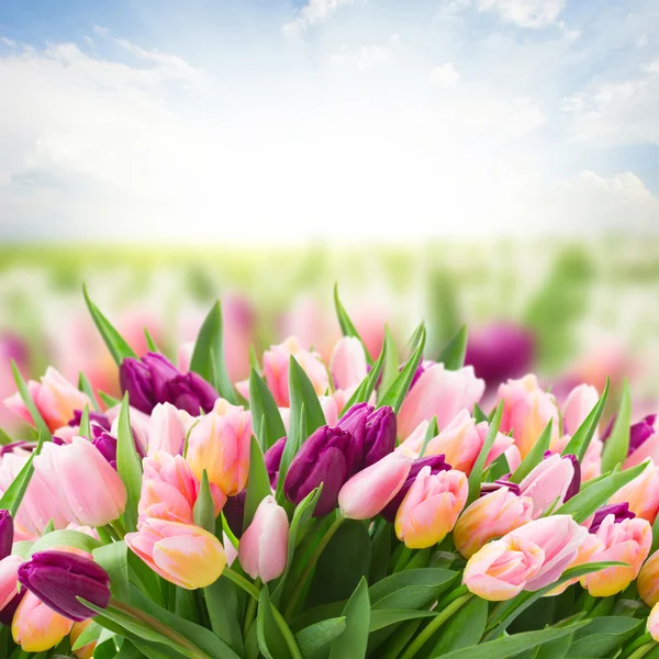 Feld aus rosa und violetten Tulpen — Stockfoto