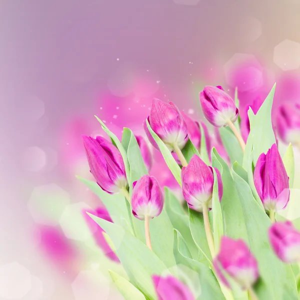 Trois fleurs de tulipes violettes — Photo