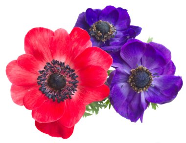 anemone flowers clipart