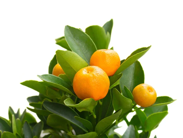 Tangerine tree — Stock Fotó