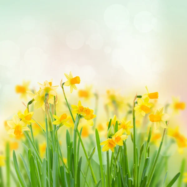 Narciso da primavera — Fotografia de Stock