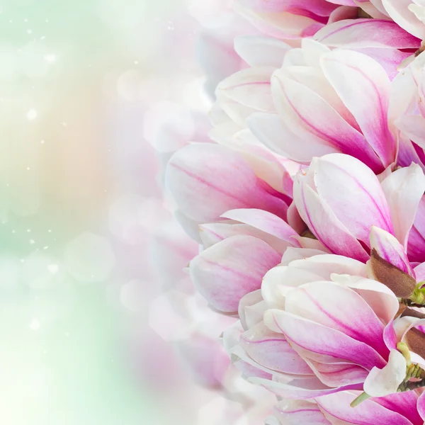 핑크 꽃 목련 꽃 나무 — 스톡 사진