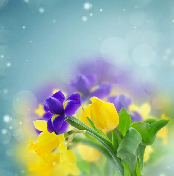Voorjaar narcissus en iris — Stockfoto