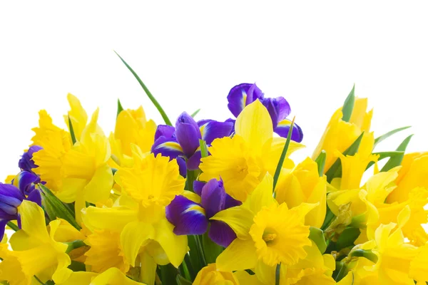 Narciso de primavera —  Fotos de Stock