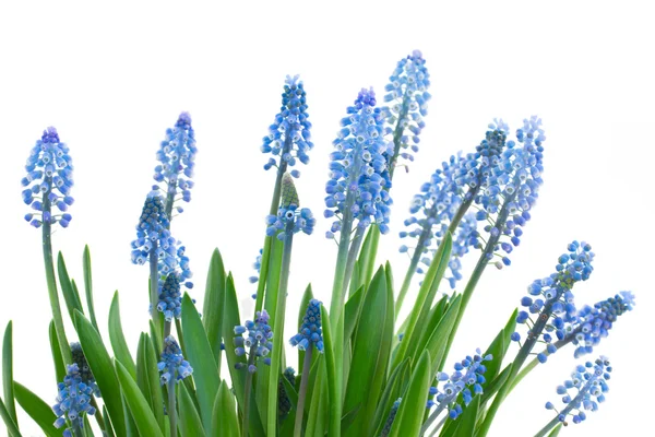 Muscari çiçekler