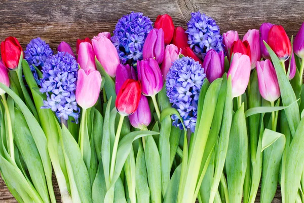 Jacinto azul y tulipanes — Foto de Stock