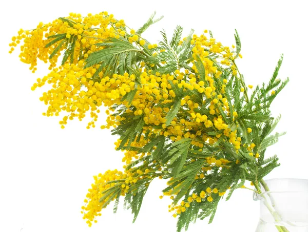 Französische Mimosen — Stockfoto