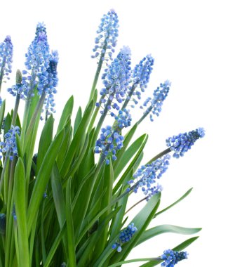 Muscari çiçekler