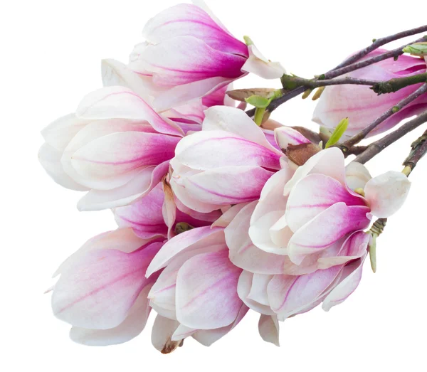 Růžový kvetoucí magnolie strom, květiny — Stock fotografie