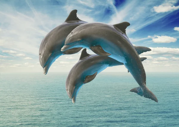 Three  jumping dolphins — Stock Photo, Image