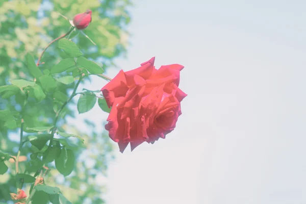 Jardim rosa — Fotografia de Stock