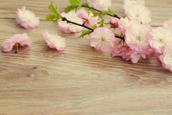 Fiori di ciliegio rosa — Foto Stock