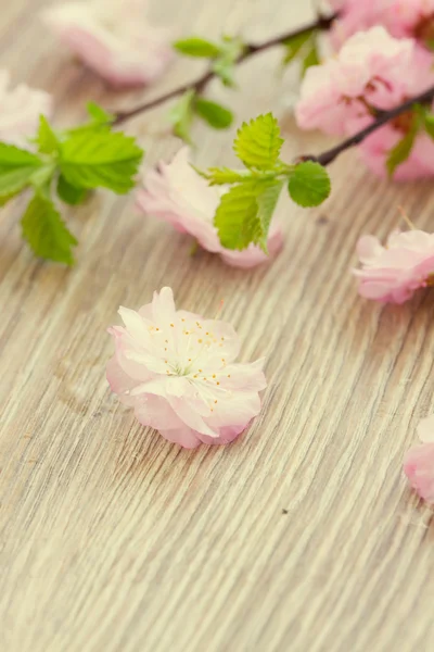 Pink cherry flowers — Stock Photo, Image