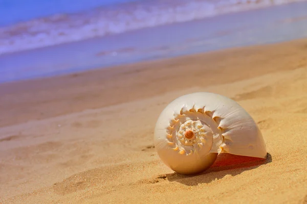 Concha marítima — Fotografia de Stock