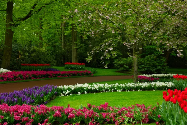 Весенний сад в Кеукенхофе, Голландия — стоковое фото