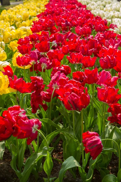 Hollande champ de tulipes et jonquilles — Photo