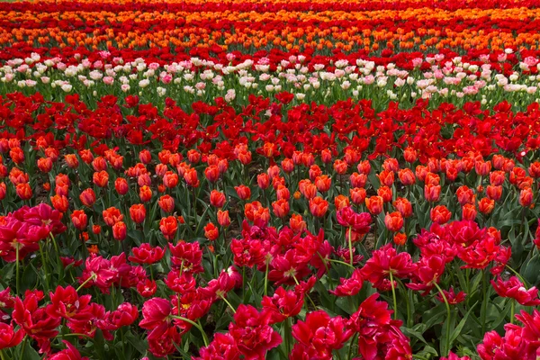 Campo de tulipas e narcisos da Holanda — Fotografia de Stock