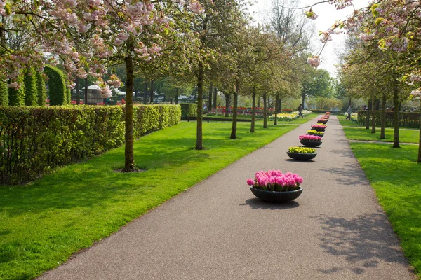 Keukenhof garden, Nederländerna — Stockfoto