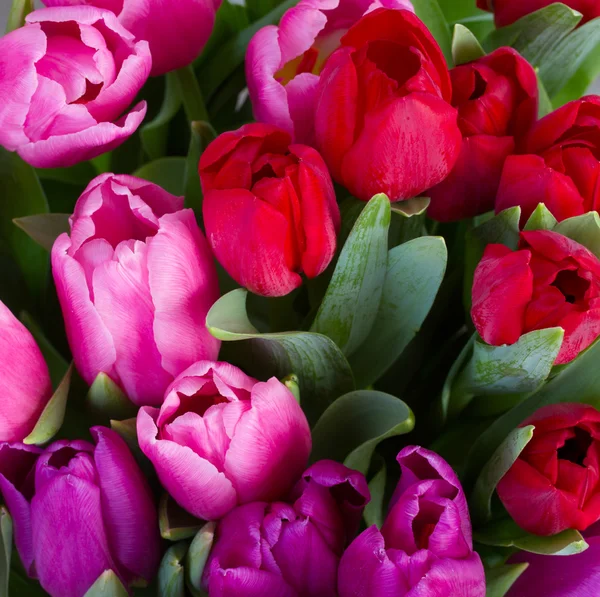 Fleurs de tulipes rouges et violettes — Photo