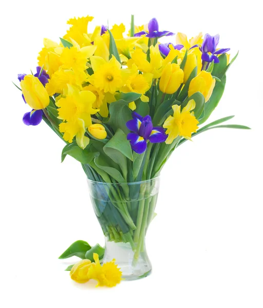 Voorjaar narcissus, tulpen en irissen — Stockfoto