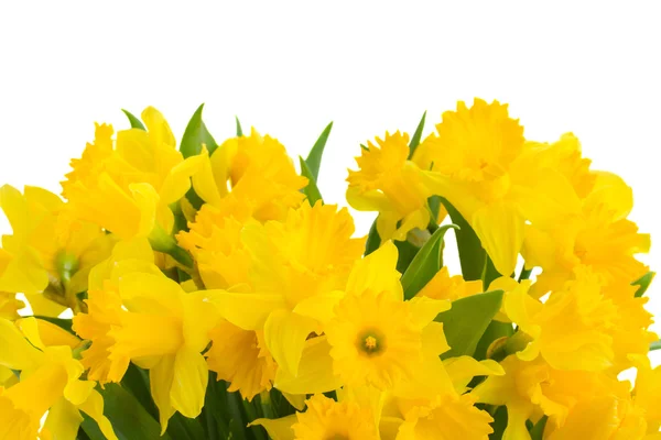 Spring narcissus — Stock Photo, Image