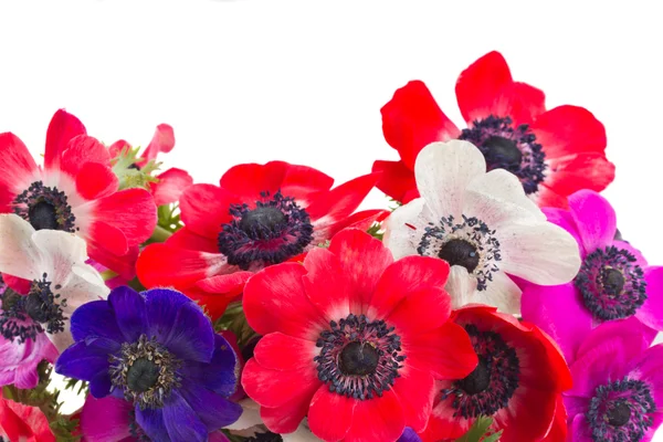 Anemone flowers — Stock Photo, Image