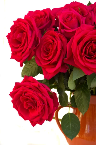 Dark  pink roses close up — Stock Photo, Image