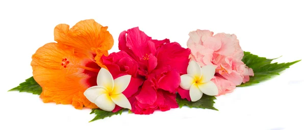 Pile de fleurs d'hibiscus colorées — Photo