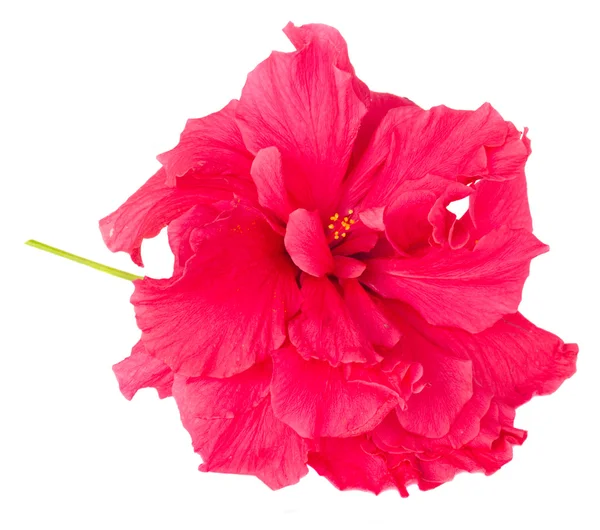 Border of colorful hibiscus flowers — Stock Photo, Image