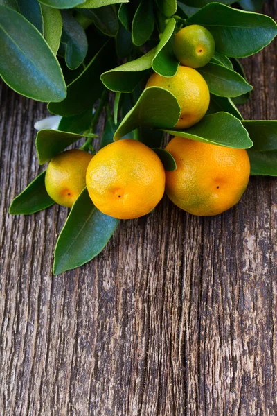 Tangerine tree — Stock Photo, Image