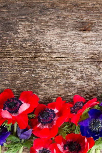 Blå och röda anemone blommor — Stockfoto