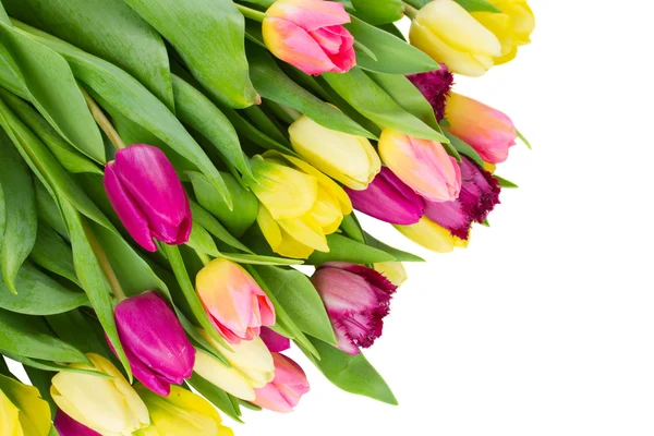 Bouquet of  yellow and purple  tulip flowers — Stock Photo, Image