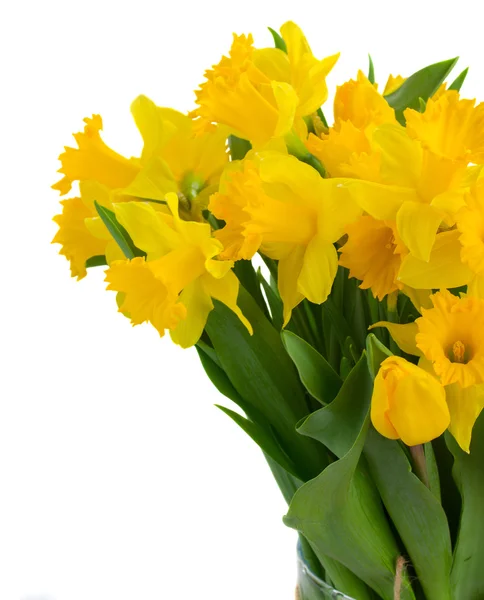 Jarní Narcis — Stock fotografie