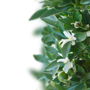 mandalina ağacı