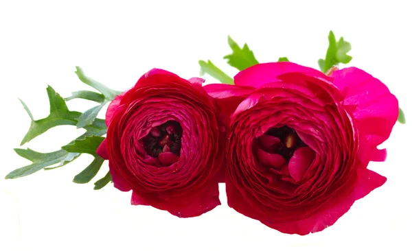 Renoncules roses images libres de droit, photos de Renoncules roses |  Depositphotos