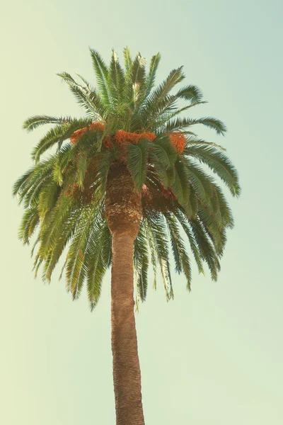 Palm tree — Stock Photo, Image